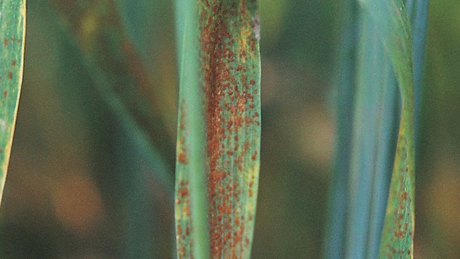 бурая ржавчина. стеблевая ржавчина пшеницы. бурая листовая ржавчина пшеницы. бурая листовая ржавчина пшеницы. бурая ржавчина пшеницы.