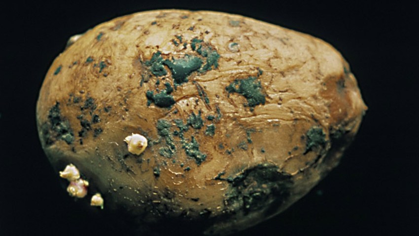 Rhizoctonia solani Agricultural Solutions