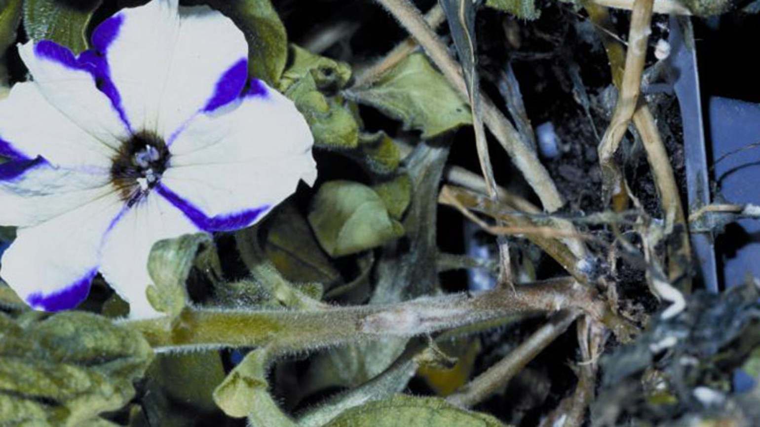 Sclerotinia sclerotiorum Agricultural Solutions