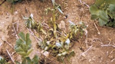 Sclerotinia