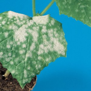 Kumulus WG - Agricultural Solutions