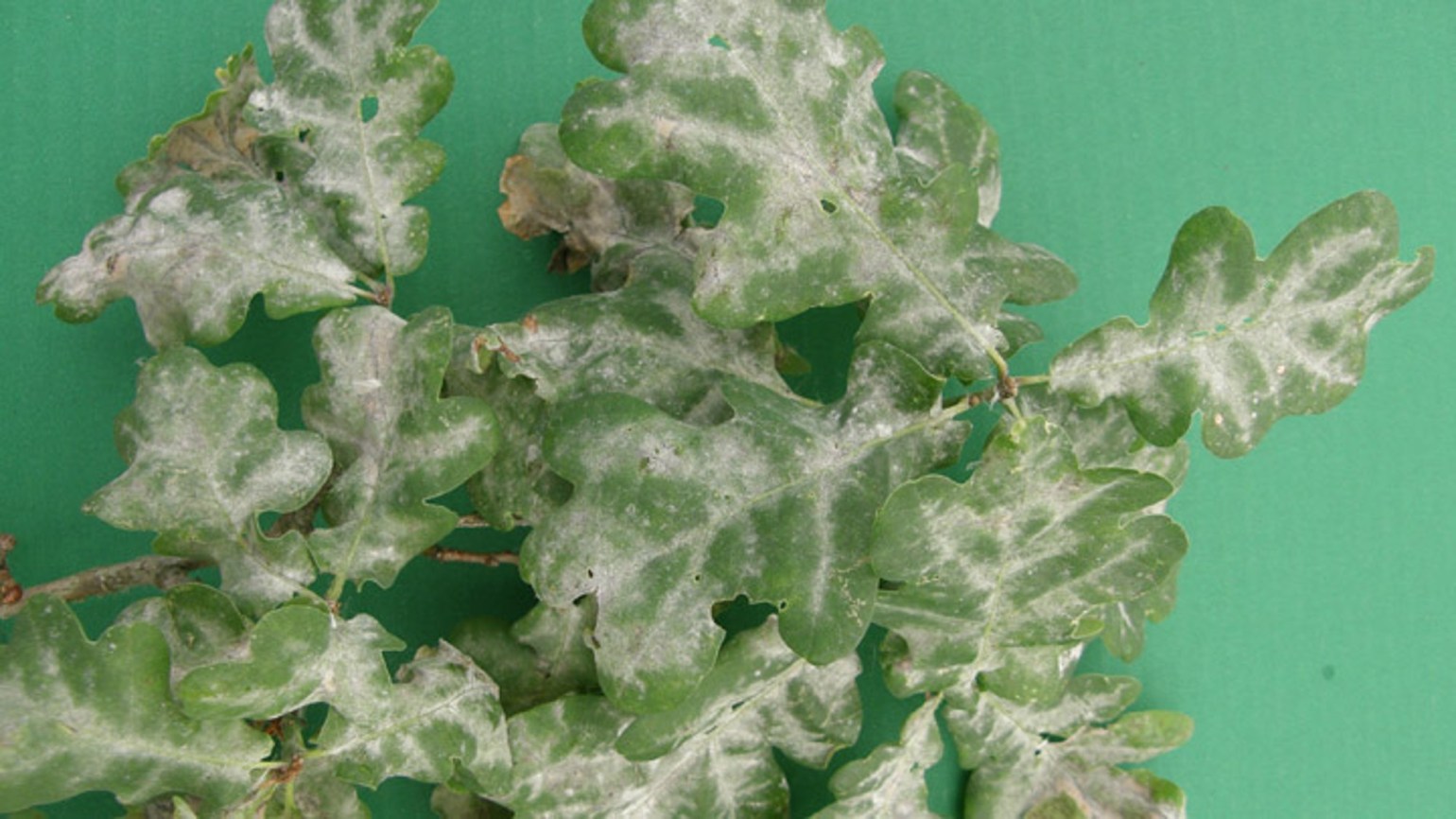 Echter Mehltau, Zierpflanzen Agricultural Solutions