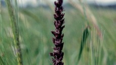 Befallene Ähren von Hafer mit Schwärzepilz (Ustilago avenae), links vollständig zerstörte Spelzen mit schwarzem Sporenstaub, rechts gesunde Ährchen zum Vergleich.