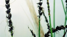 Ähren von Weizenpflanzen, stark befallen mit Steinbrand (Tilletia spp.), erkennbar an den dunklen, deformierten Sporenmassen entlang der Ährenstruktur.