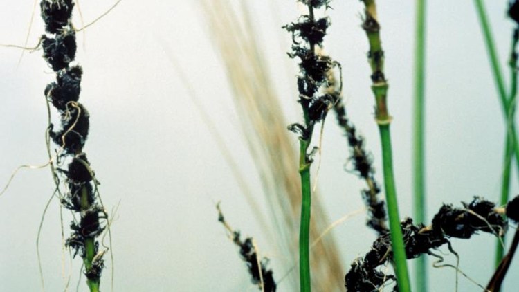 Ähren von Weizenpflanzen, stark befallen mit Steinbrand (Tilletia spp.), erkennbar an den dunklen, deformierten Sporenmassen entlang der Ährenstruktur.
