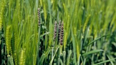 Mehrere befallene Ähren in einem Getreidefeld, die dunkel verfärbt und durch Pilzbefall deformiert sind; zwischen gesunden, grünen Ähren sichtbar.
